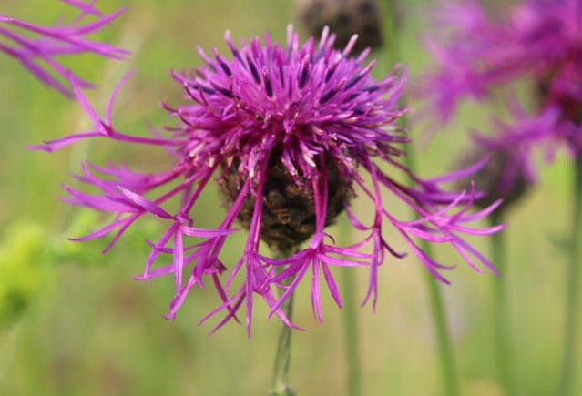 Chrpa čekánek - Centaurea  scabiosa