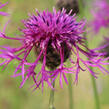 Chrpa čekánek - Centaurea  scabiosa