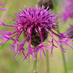Chrpa čekánek - Centaurea scabiosa