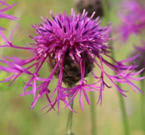 Chrpa čekánek - Centaurea scabiosa