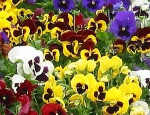 Violka zahradní, maceška 'Mega Star F1 Mix' - Viola wittrockiana 'Mega Star F1 Mix'