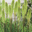 Kleopatřina jehla 'Green Jade' - Kniphofia 'Green Jade'