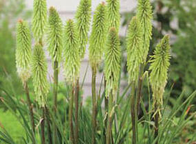 Kleopatřina jehla 'Green Jade' - Kniphofia 'Green Jade'