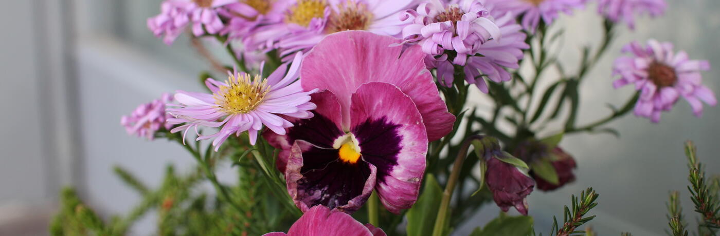 macešky v truhlíku