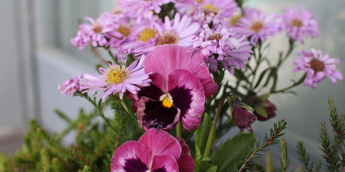 macešky v truhlíku