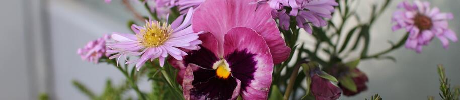 macešky v truhlíku