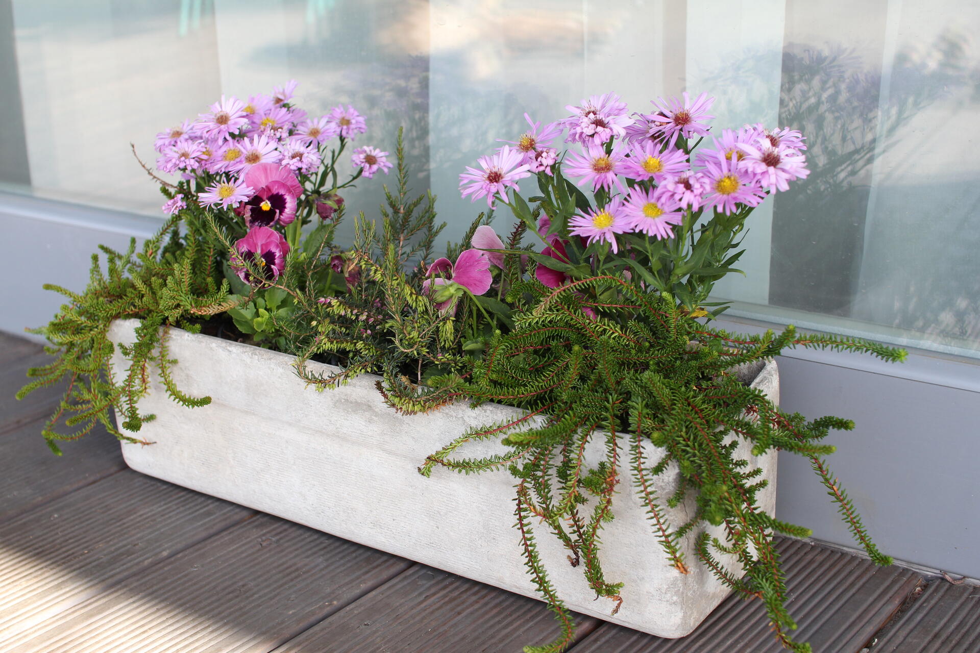 macešky v truhlíku