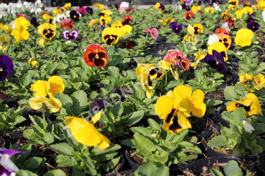 Violka zahradní, maceška 'Mega Star F1 Mix' - Viola wittrockiana 'Mega Star F1 Mix'