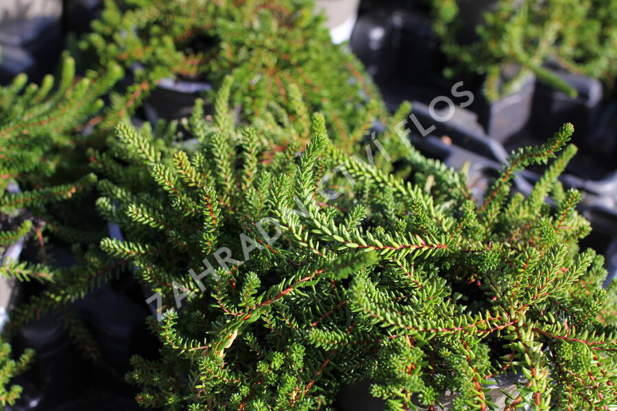 Šicha černá 'Ireland' - Empetrum nigrum 'Ireland'
