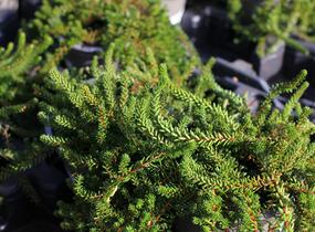 Šicha černá 'Ireland' - Empetrum nigrum 'Ireland'