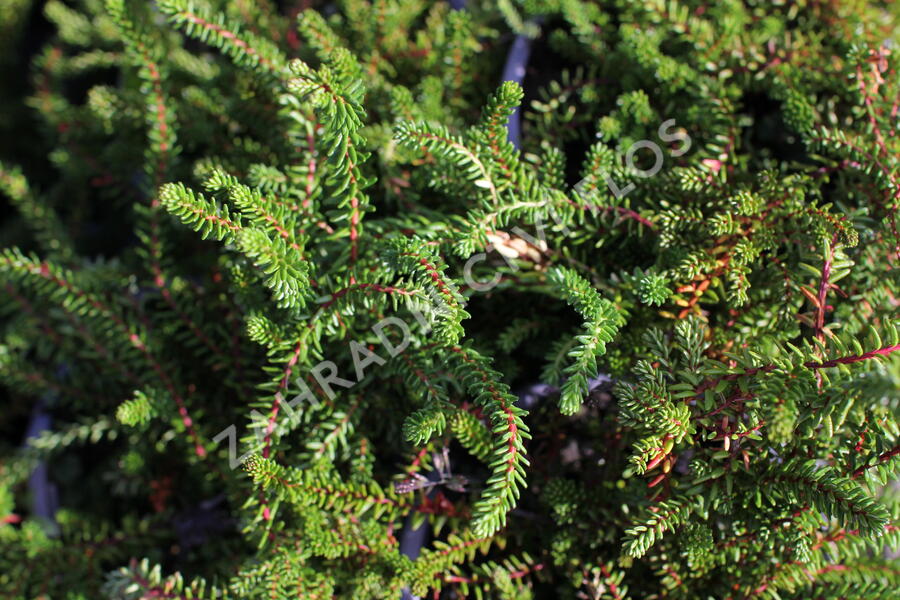 Šicha černá 'Ireland' - Empetrum nigrum 'Ireland'