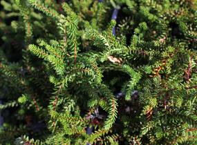 Šicha černá 'Ireland' - Empetrum nigrum 'Ireland'