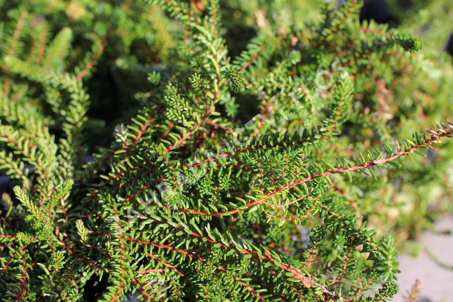 Šicha černá 'Ireland' - Empetrum nigrum 'Ireland'