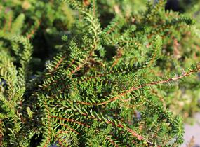 Šicha černá 'Ireland' - Empetrum nigrum 'Ireland'