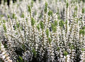Vřes obecný 'Elisa' (Garden girls®) - Calluna vulgaris 'Elisa' (Garden girls®)