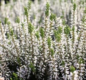 Vřes obecný 'Elisa' (Garden girls®) - Calluna vulgaris 'Elisa' (Garden girls®)