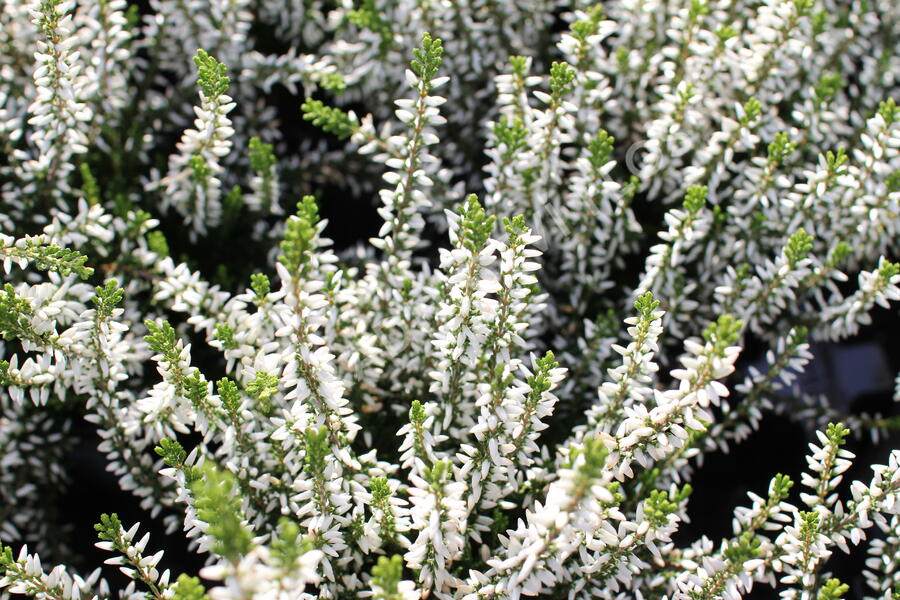 Vřes obecný 'Elisa' (Garden girls®) - Calluna vulgaris 'Elisa' (Garden girls®)