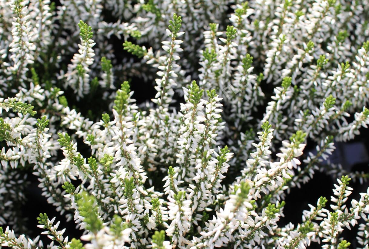 Vřes obecný 'Elisa' (Garden girls®) - Calluna vulgaris 'Elisa' (Garden girls®)