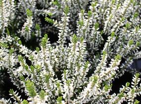 Vřes obecný 'Elisa' (Garden girls®) - Calluna vulgaris 'Elisa' (Garden girls®)