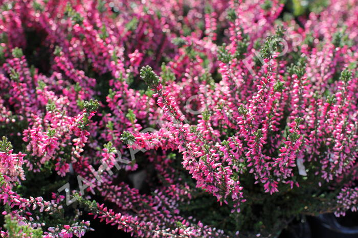 Vřes obecný 'Aphrodite' - Calluna vulgaris 'Aphrodite'