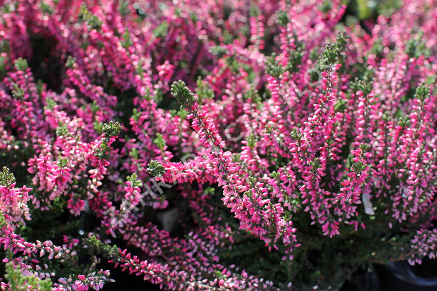 Vřes obecný 'Aphrodite' - Calluna vulgaris 'Aphrodite'