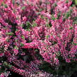 Vřes obecný 'Aphrodite' - Calluna vulgaris 'Aphrodite'