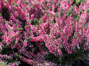 Vřes obecný 'Aphrodite' - Calluna vulgaris 'Aphrodite'
