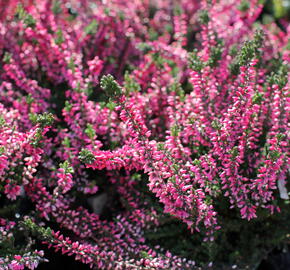 Vřes obecný 'Aphrodite' - Calluna vulgaris 'Aphrodite'