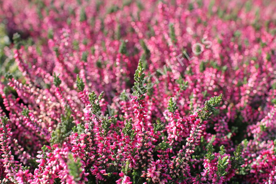 Vřes obecný 'Aphrodite' - Calluna vulgaris 'Aphrodite'