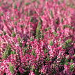 Vřes obecný 'Aphrodite' - Calluna vulgaris 'Aphrodite'