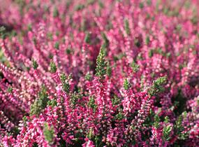 Vřes obecný 'Aphrodite' - Calluna vulgaris 'Aphrodite'