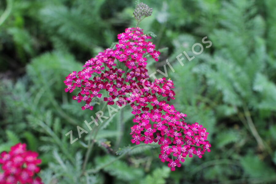 Řebříček obecný 'Cassis' - Achillea millefolium 'Cassis'