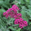 Řebříček obecný 'Cassis' - Achillea millefolium 'Cassis'