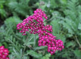 Řebříček obecný 'Cassis' - Achillea millefolium 'Cassis'