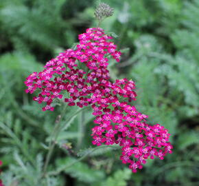 Řebříček obecný 'Cassis' - Achillea millefolium 'Cassis'