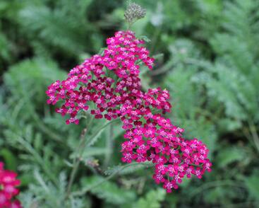 Řebříček obecný 'Cassis'