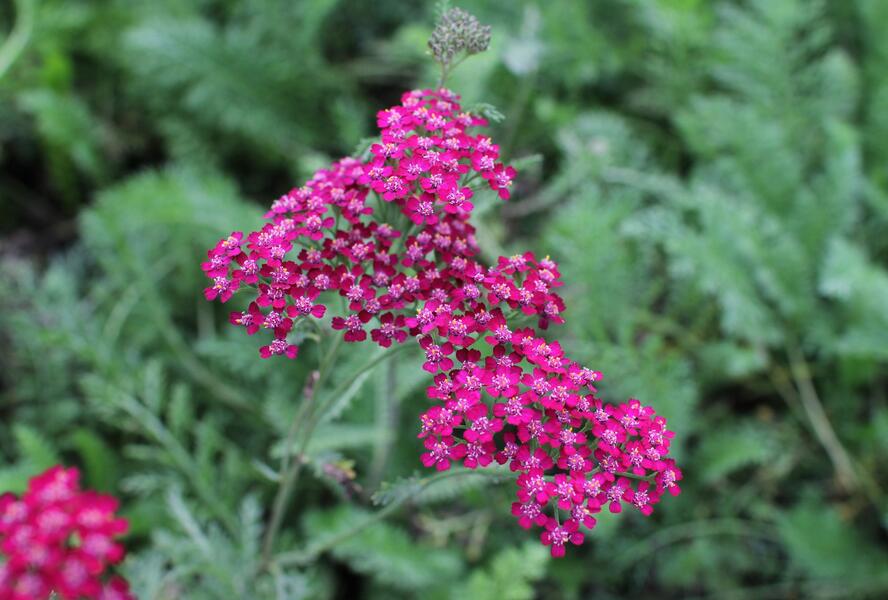 Řebříček obecný 'Cassis' - Achillea millefolium 'Cassis'