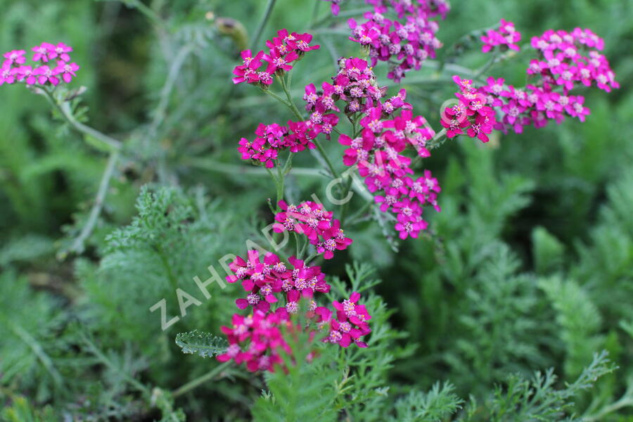 Řebříček obecný 'Cassis' - Achillea millefolium 'Cassis'