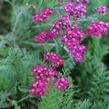 Řebříček obecný 'Cassis' - Achillea millefolium 'Cassis'