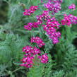 Řebříček obecný 'Cassis' - Achillea millefolium 'Cassis'