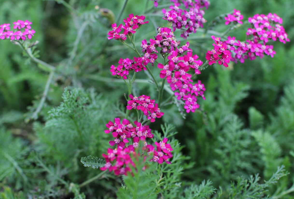 Řebříček obecný 'Cassis' - Achillea millefolium 'Cassis'