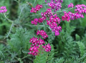 Řebříček obecný 'Cassis' - Achillea millefolium 'Cassis'