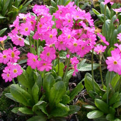 Prvosenka růžová 'Grandiflora' - Primula rosea 'Grandiflora'