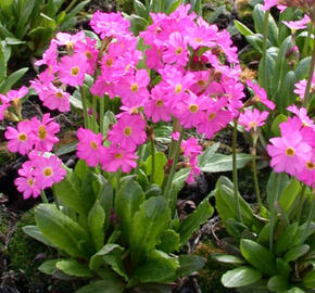 Prvosenka růžová 'Grandiflora' - Primula rosea 'Grandiflora'