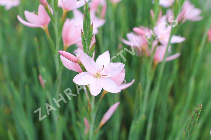 Říční lilie 'Mrs. Hegarty' - Schizostylis coccinea 'Mrs. Hegarty'