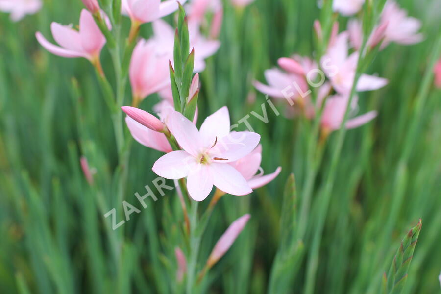 Říční lilie 'Mrs. Hegarty' - Schizostylis coccinea 'Mrs. Hegarty'