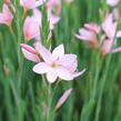 Říční lilie 'Mrs. Hegarty' - Schizostylis coccinea 'Mrs. Hegarty'