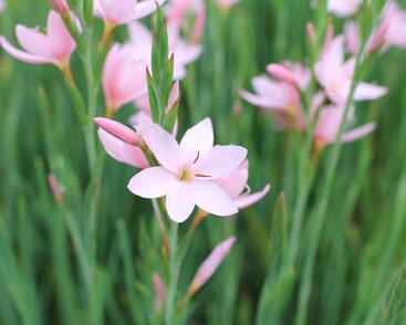 Říční lilie 'Mrs. Hegarty'