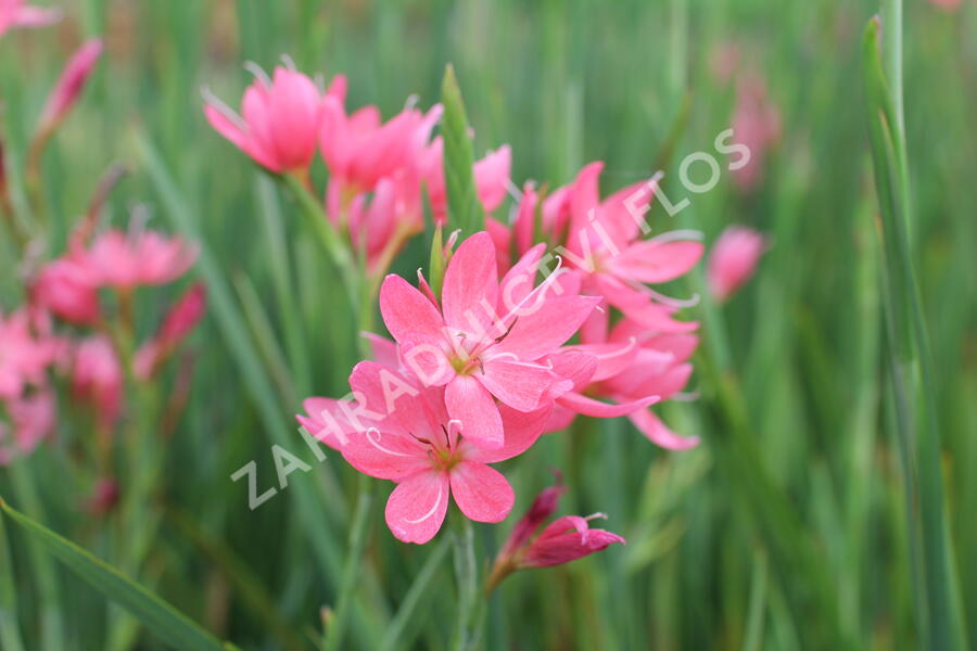 Říční lilie 'Mrs. Hegarty' - Schizostylis coccinea 'Mrs. Hegarty'