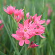 Říční lilie 'Mrs. Hegarty' - Schizostylis coccinea 'Mrs. Hegarty'